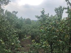 -樱桃山旅游景区