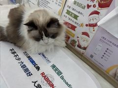 -四月宠物医院·猫专科·心脏专科·内科(转塘店)