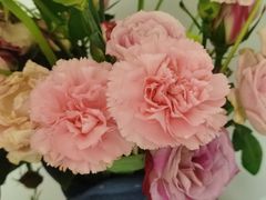 -花鸟鱼虫鲜花绿植市场(玉泉路店)