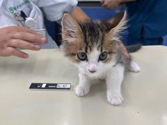 -瑞派动物医院·猫专科·至诚(江南中分院)