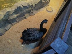 -酷嗒动物文化乐园(cutezoo西溪乐天城店)