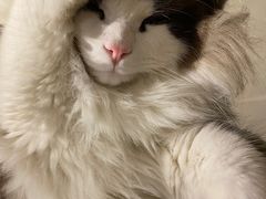 -猫大福·Fortune Cat猫舍(百子湾店)