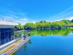 -上海共青森林公园