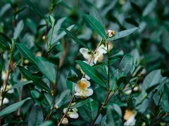 -十八棵（老龙井）御茶园(老龙井店)