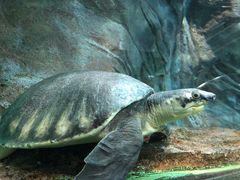 -上海海洋水族馆