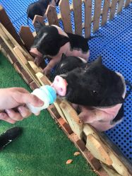 -萌宠亲子动物乐园(槐房万达店)