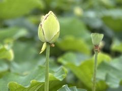 -荷塘月色湿地公园·向阳花洲