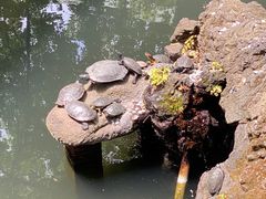 -成田山新胜寺