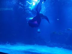 -石家庄海洋公园