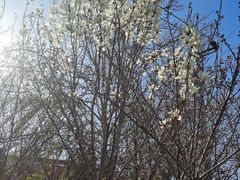 -桃花堤公园