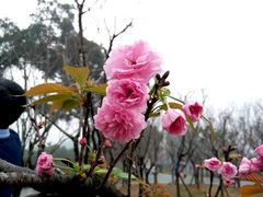 -金鸡山公园
