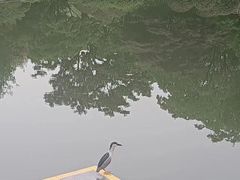 -青枫公园