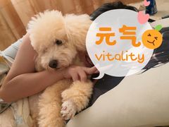 -艾吉宠物医院·疑难杂症转诊中心·猫友好(碧江路院)