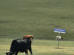 -室韦小镇