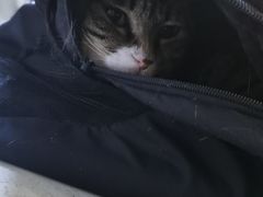-宠爱国际动物医院· 猫科· 外科·中兽医(长白店)