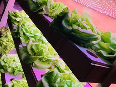 水培有机菜-满堂欢豆捞坊(美丽华大酒店店)
