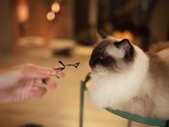 -猫儿山۰猫主题餐厅