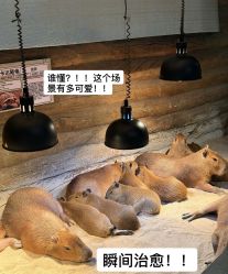 -Zoolung Zoolung动物主题公园(海信广场店)