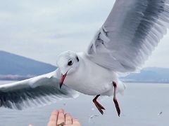 -海埂大坝