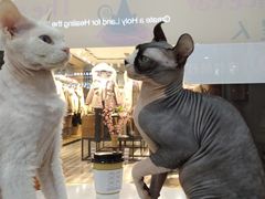 -糯米喵星人·撸猫猫舍咖啡馆(西市场嘉华店)