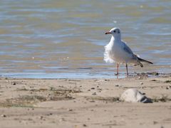 -野鸭湖国家湿地公园