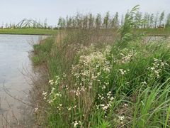 -春花秋色城市公园