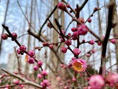 -新虹桥中心花园