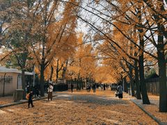 -三里屯东五街银杏大道