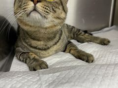 -纳吉亚猫专科动物医院博雅分院