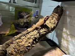 -酷以爬仙阁实体爬宠店·守宫·蜥蜴·专业繁育