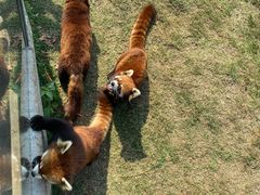 -泉州海丝野生动物世界