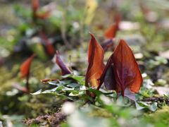 -大蓉和(双楠店)