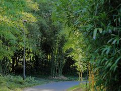 -深圳仙湖植物园