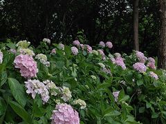 -洋湖国家湿地公园