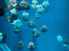 -广州海洋馆