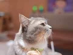 -MOCHA明星猫咖(田子坊店)