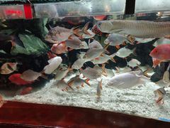 -太平洋海底世界