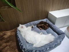 -COLOR PETS 撸猫馆·购猫·猫咖(长风大悦城店)