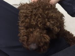 -清真-戏楼王记牛肉面