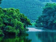 -龙坞茶村