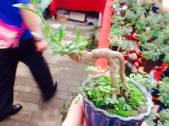 iphone_upload_pic-秦美花卉(天朗·莱茵小城2期店)