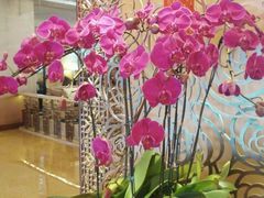 -香格里拉鱼跃地中海西餐厅·牛排披萨