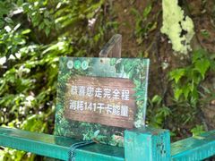 -西双版纳原始森林公园