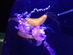 -成都浩海立方海洋公园