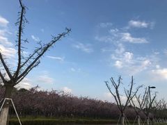 -阳澄湖半岛旅游度假区