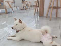 -柴犬小屋·柴餐厅·狗咖食堂(金鼎广场店)