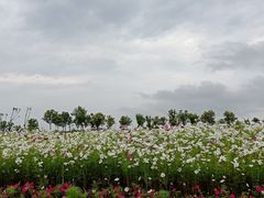 -洪湖湿地生态园