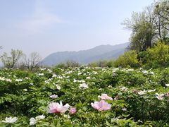 -盛世牡丹苑生态文化旅游区