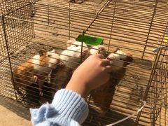 -前小桔亲子创意农场·草莓采摘·露营烧烤