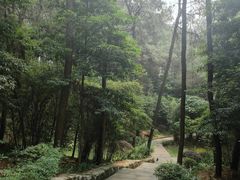 -铁山坪森林公园